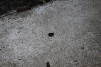 IMG_4835 (Large)